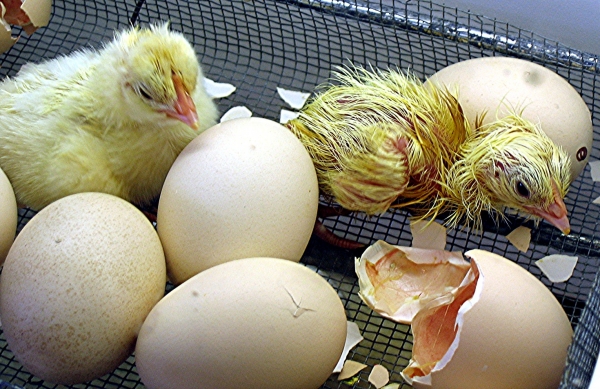 Creation of Newly Hatched Surprise: Step 1